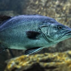 Nile perch fillet 1kg