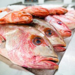 Red snapper fillet 1Kg