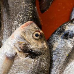 TILLAPIA FILLET  1kg